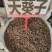 天葵子大货价35元/斤