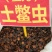 土鳖虫大货价20元/斤