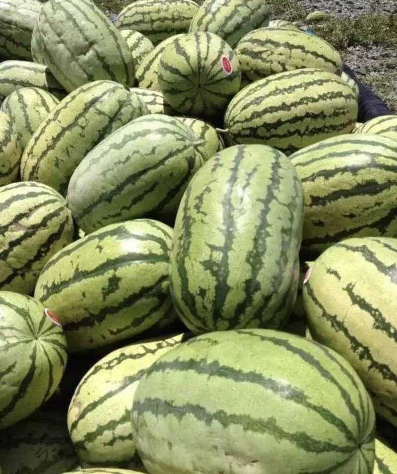 【精选】金城五号西瓜精品西瓜好吃不贵品质保障欢迎采购