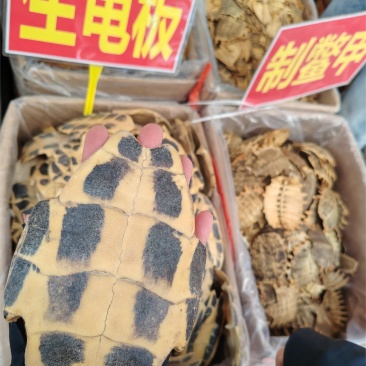 生龟板大货价60元/斤