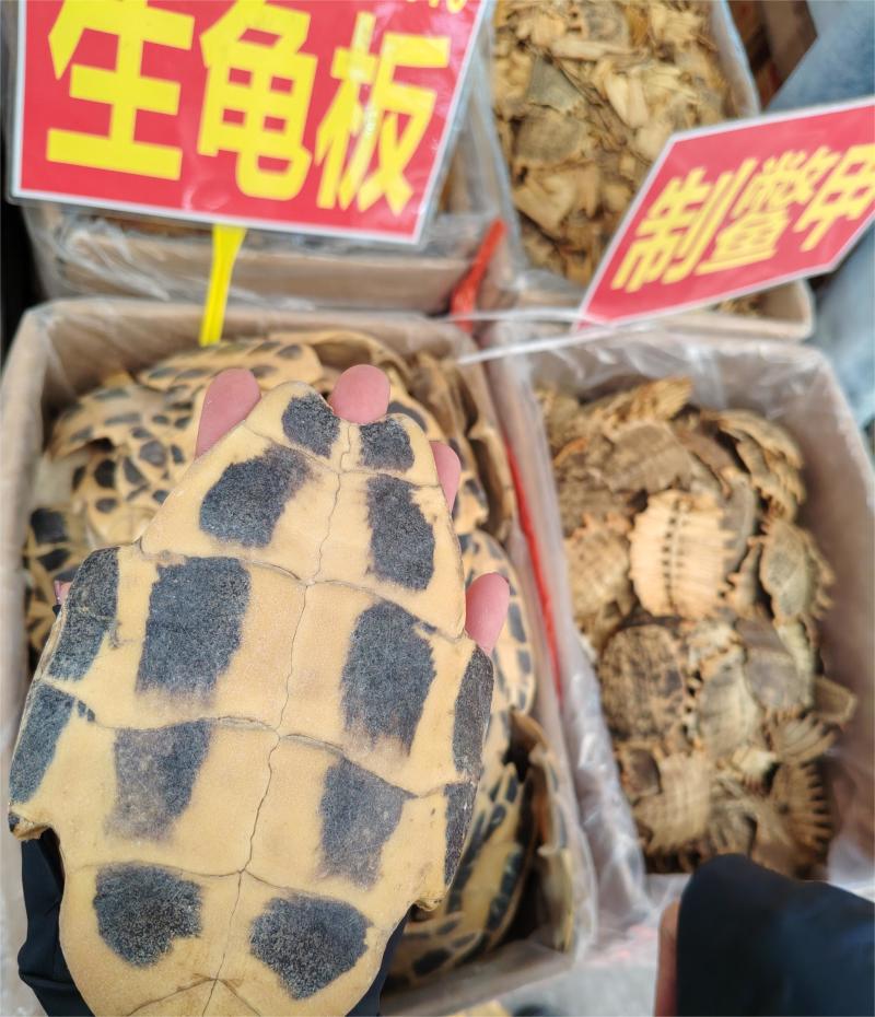 生龟板大货价60元/斤
