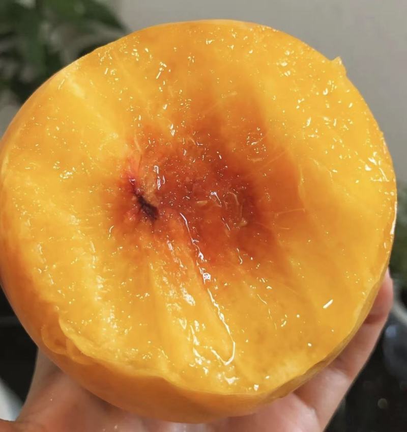 【实力推荐】武当仙桃黄桃产地知名桃子🍑品类齐全可对接