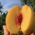 【实力推荐】武当仙桃黄桃产地知名桃子🍑品类齐全可对接