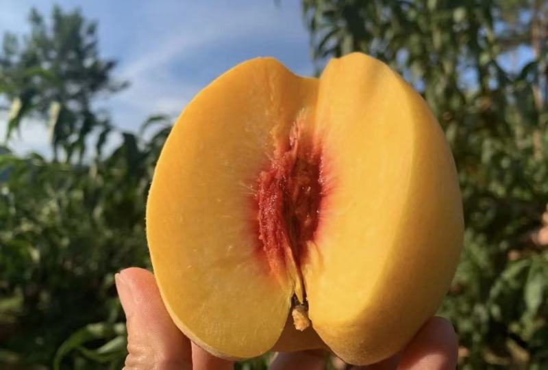 【实力推荐】武当仙桃黄桃产地知名桃子🍑品类齐全可对接