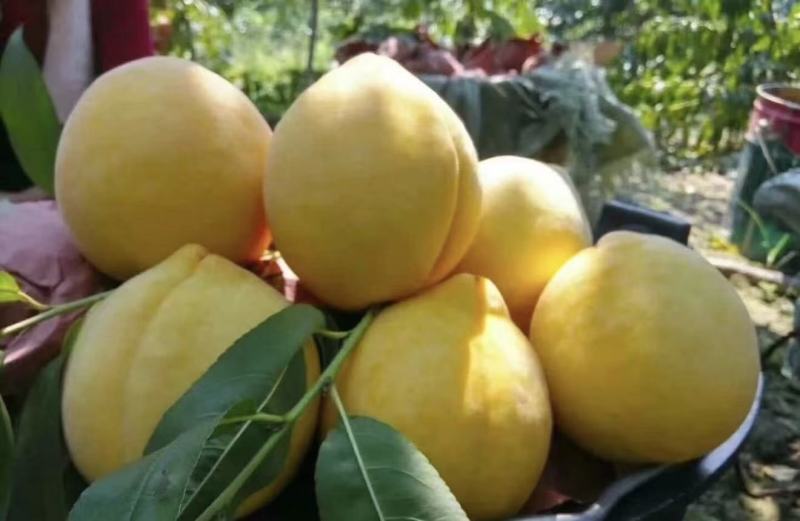 【实力推荐】武当仙桃黄桃产地知名桃子🍑品类齐全可对接