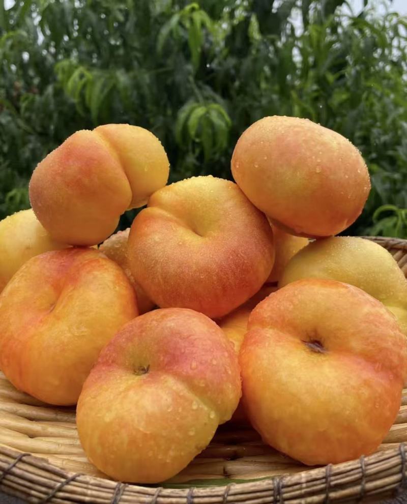 【实力推荐】武当仙桃黄桃产地知名桃子🍑品类齐全可对接