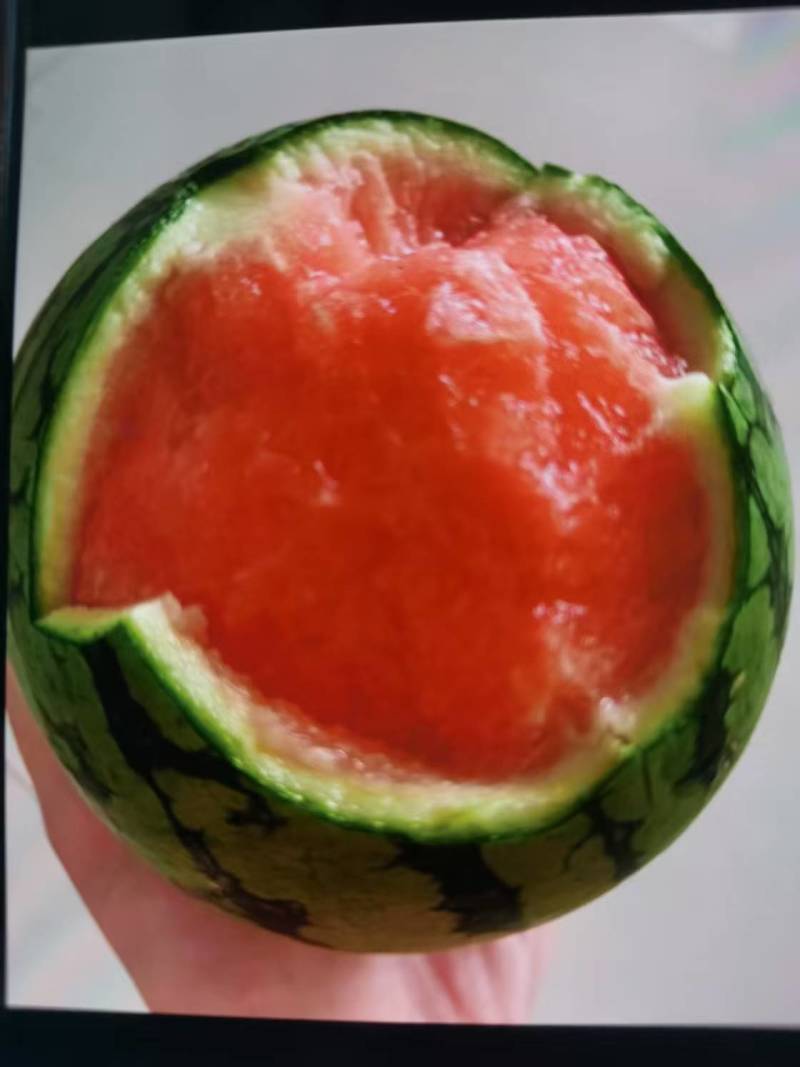 陕西蒲城小糖丸西瓜小吊篮瓜手剥皮西瓜实力代发全国商超