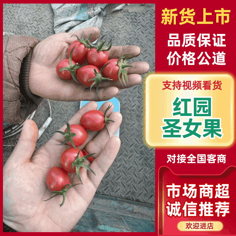 《红园圣女果》贝贝圣女果/河南产区/保质保量/全国供应