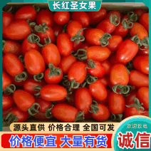 《红长果圣女果》河南圣女果/牛眼圣女果/全国供应批发