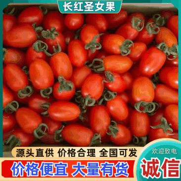 《红长果圣女果》河南圣女果/牛眼圣女果/全国供应批发