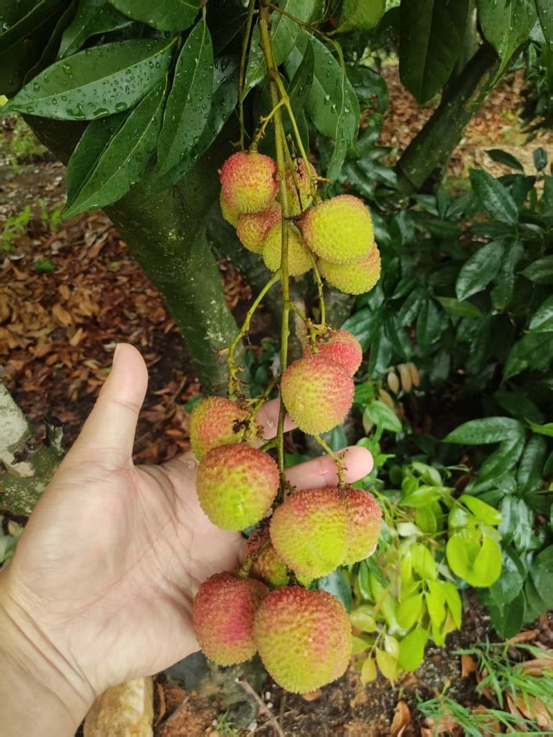 妃子笑荔枝，广东荔枝，规格齐全，量大从优，电联价格可谈