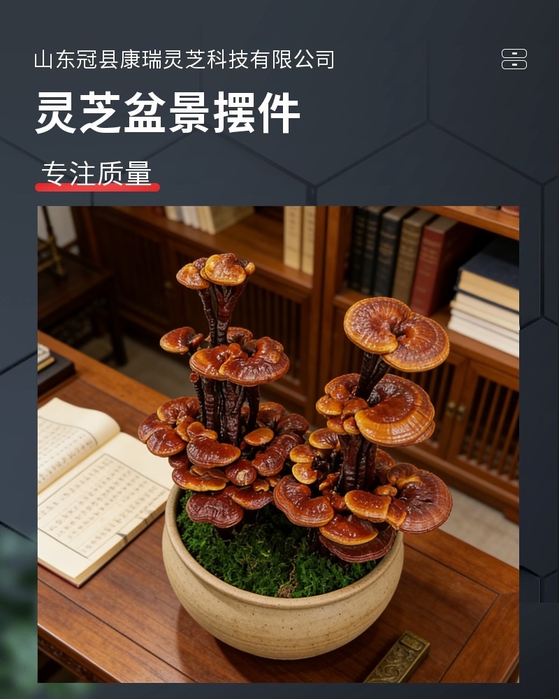 灵芝盆景批发活体嫁接中小型盆景灵芝摆件室内摆件
