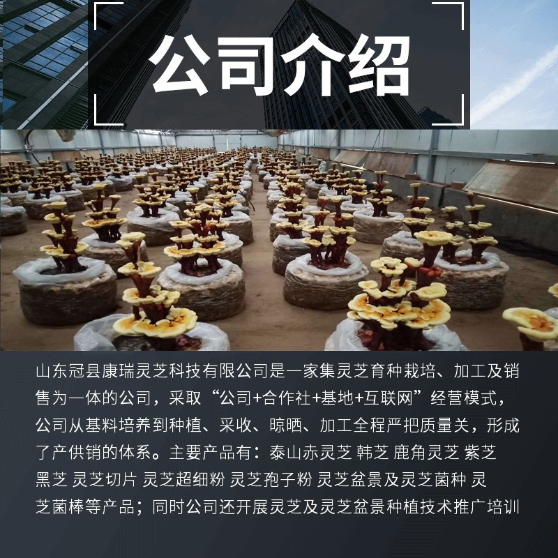 灵芝盆景批发活体嫁接中小型盆景灵芝摆件室内摆件