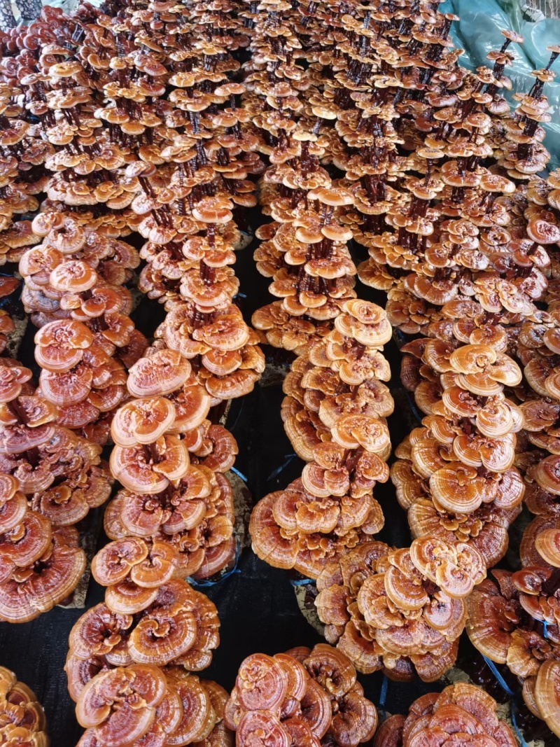 灵芝盆景批发活体嫁接中小型盆景灵芝摆件室内摆件