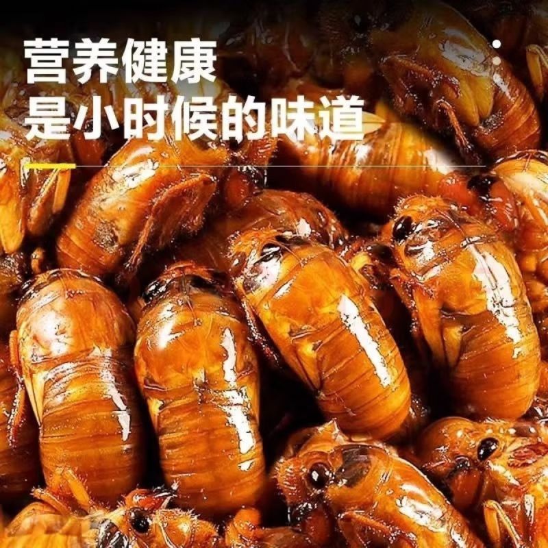 2026年新鲜金蝉上市了支持电商一件代发
