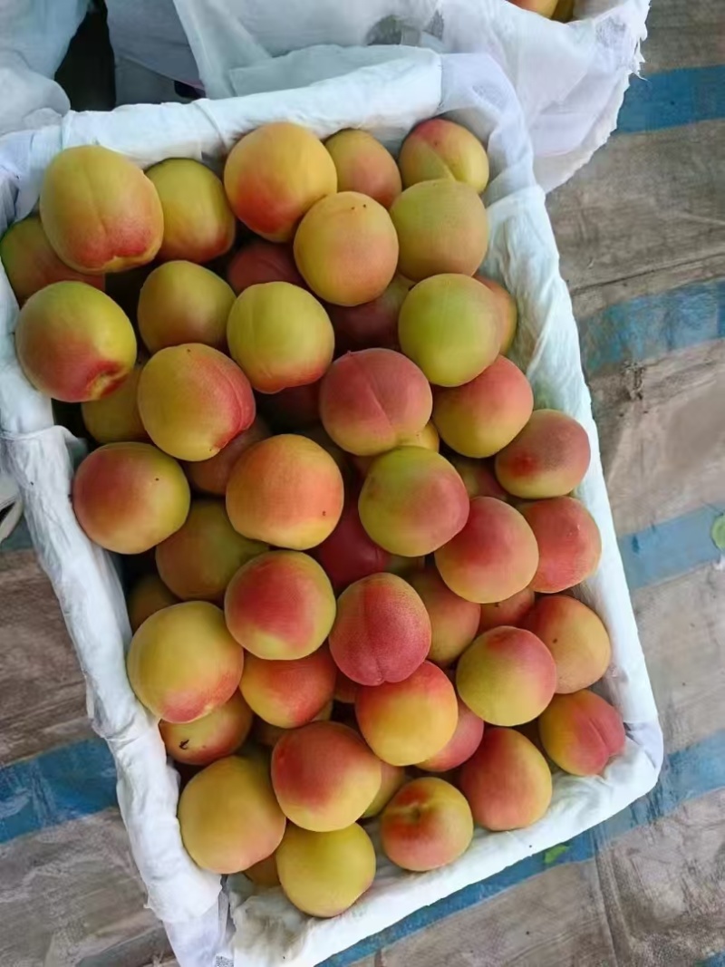 大荔丰园红杏杏香浓郁、多汁爽口人工采摘提供一条龙服务