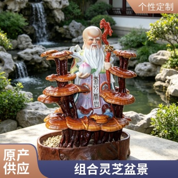 组合灵芝盆景批发灵芝盆景活体嫁接灵芝盆栽盆景灵芝