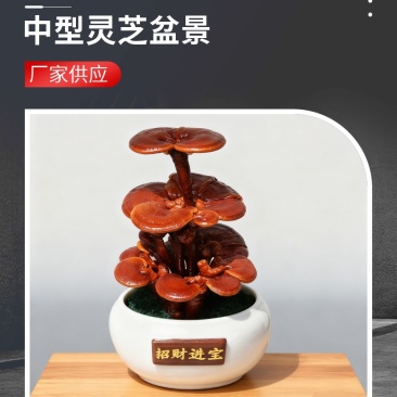 批发中型灵芝盆景活体嫁接观赏盆景灵芝灵芝盆景厂家