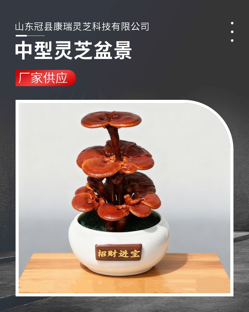 批发中型灵芝盆景活体嫁接观赏盆景灵芝灵芝盆景厂家