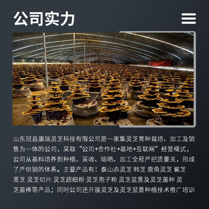 批发中型灵芝盆景活体嫁接观赏盆景灵芝灵芝盆景厂家