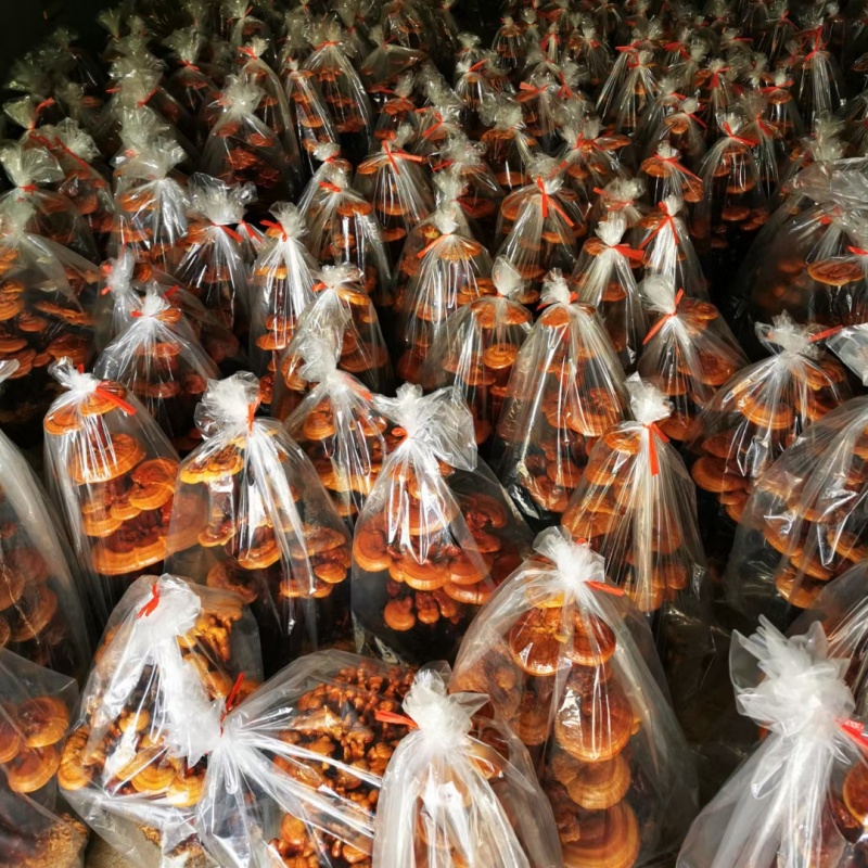 批发中型灵芝盆景活体嫁接观赏盆景灵芝灵芝盆景厂家