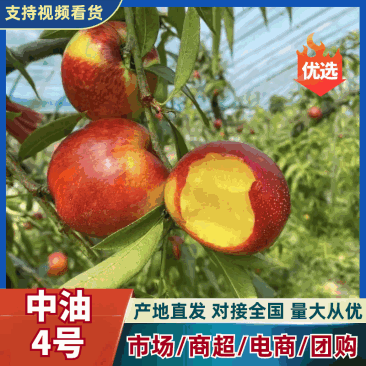 大棚中油四号/油桃大量供应基地直发可视频看货欢迎咨询