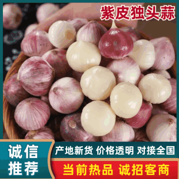 东北紫皮独头大蒜大量有货新鲜品质优可视频看货