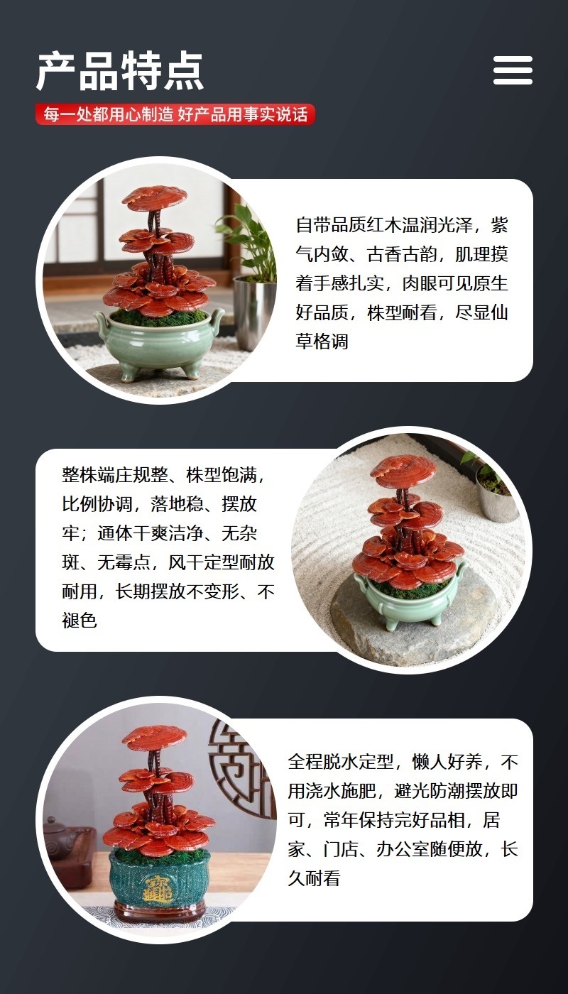 批发中型灵芝盆景活体嫁接观赏盆景灵芝灵芝盆景厂家