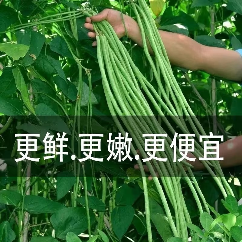 山东长豆角现摘现发条形好细直鲜嫩可以打冷按需分拣打捆