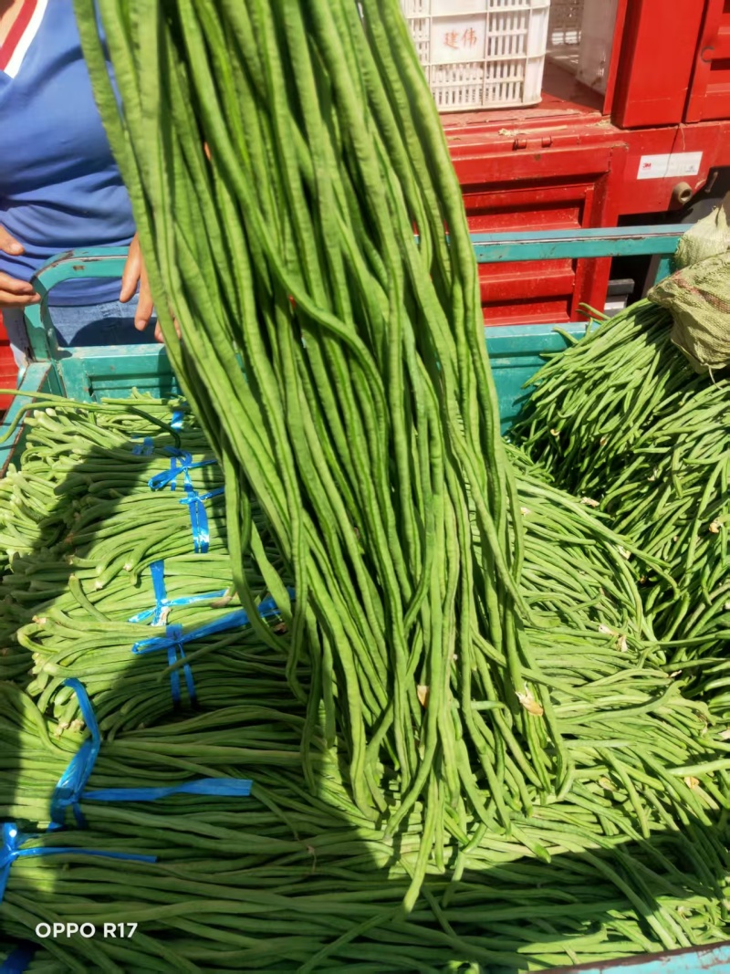 菏泽长豆角一手货源量大随来随装有场地工人备货快大产区运费