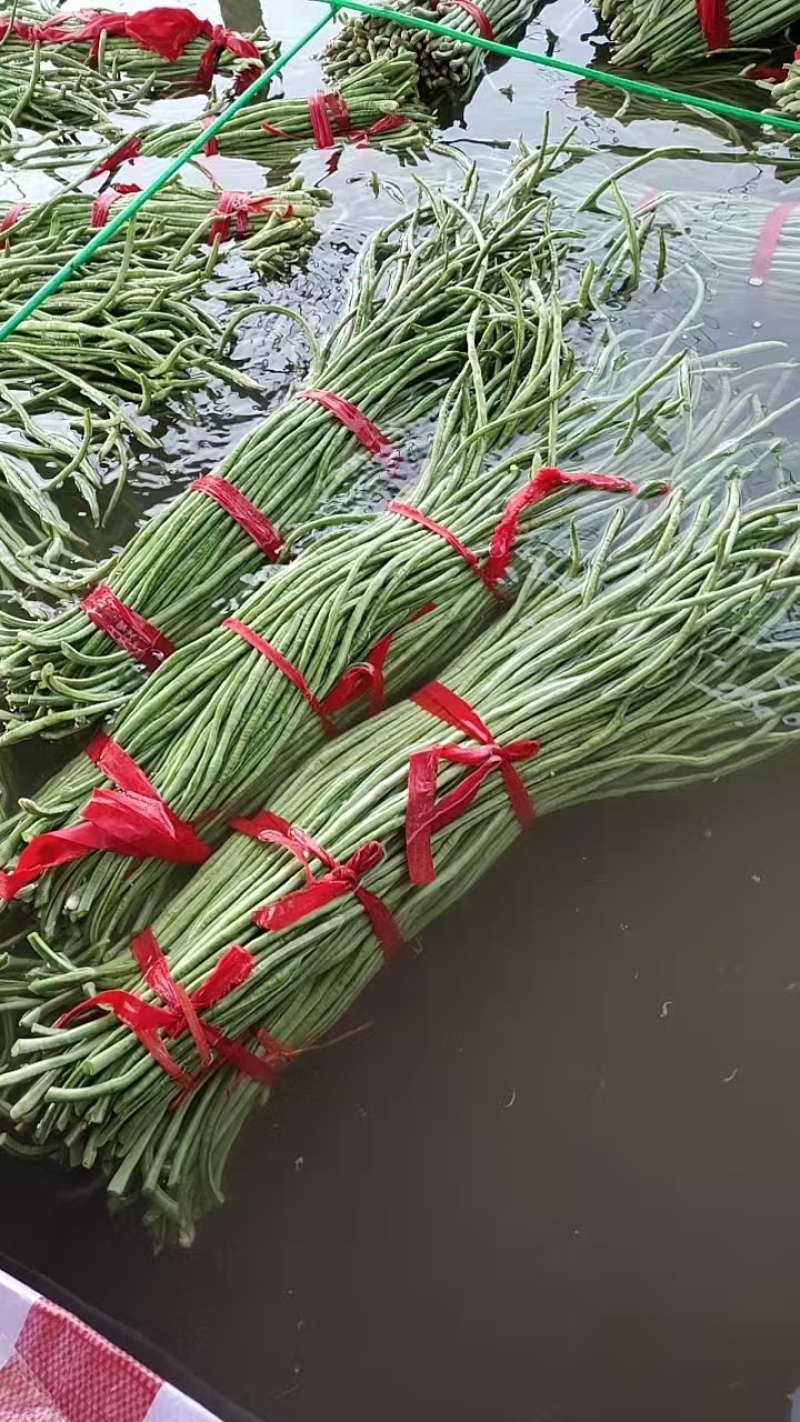 菏泽长豆角一手货源量大随来随装有场地工人备货快大产区运费