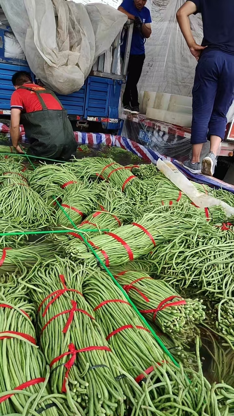 菏泽长豆角一手货源量大随来随装有场地工人备货快大产区运费