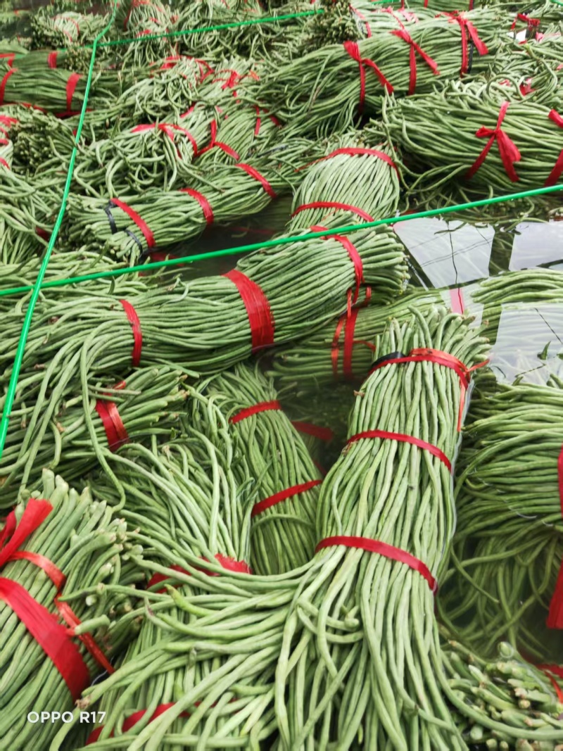 菏泽长豆角一手货源量大随来随装有场地工人备货快大产区运费