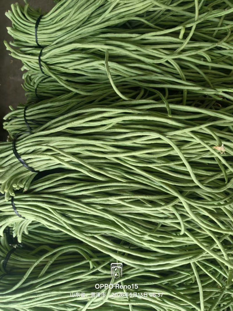 菏泽长豆角一手货源量大随来随装有场地工人备货快大产区运费