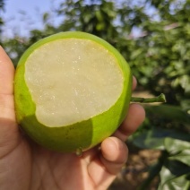 酥脆一号梨马上上市产地现摘现脆甜多汁欢迎来电洽谈合作
