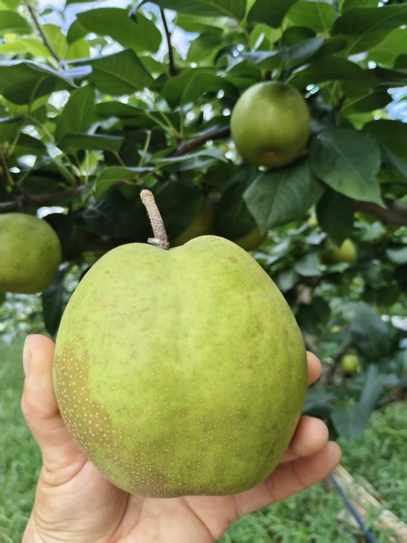 湖北翠冠梨即将上市脆甜多汁核小肉多欢迎来电洽谈合作