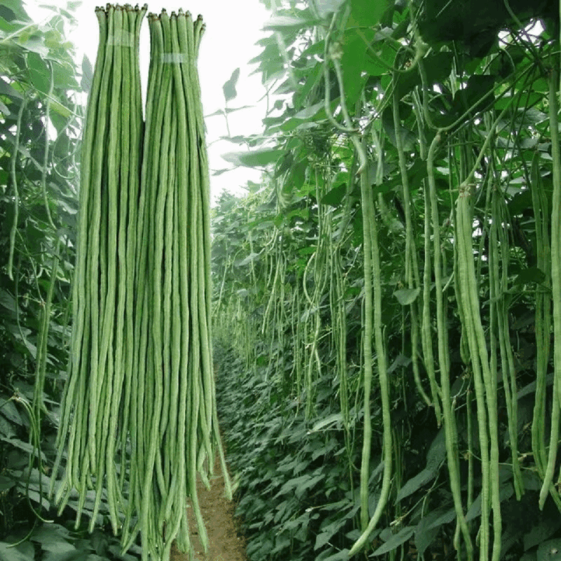 山东长豆角现摘现发条形好细直鲜嫩可以打冷按需分拣打捆