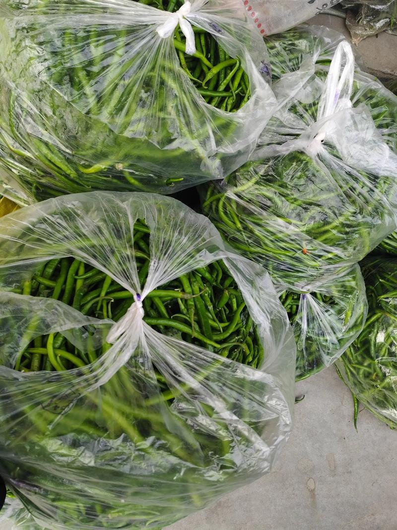 湖南精品线椒15号即将上市自有千亩基地支持视频看货