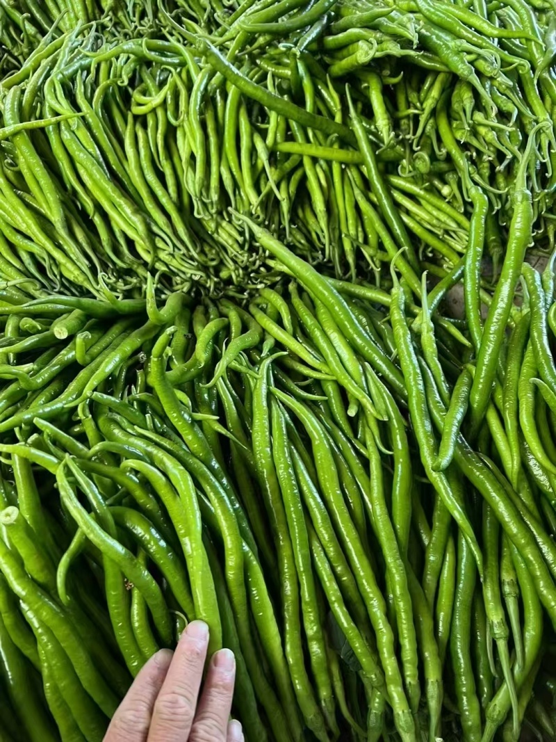 湖南精品线椒15号即将上市自有千亩基地支持视频看货