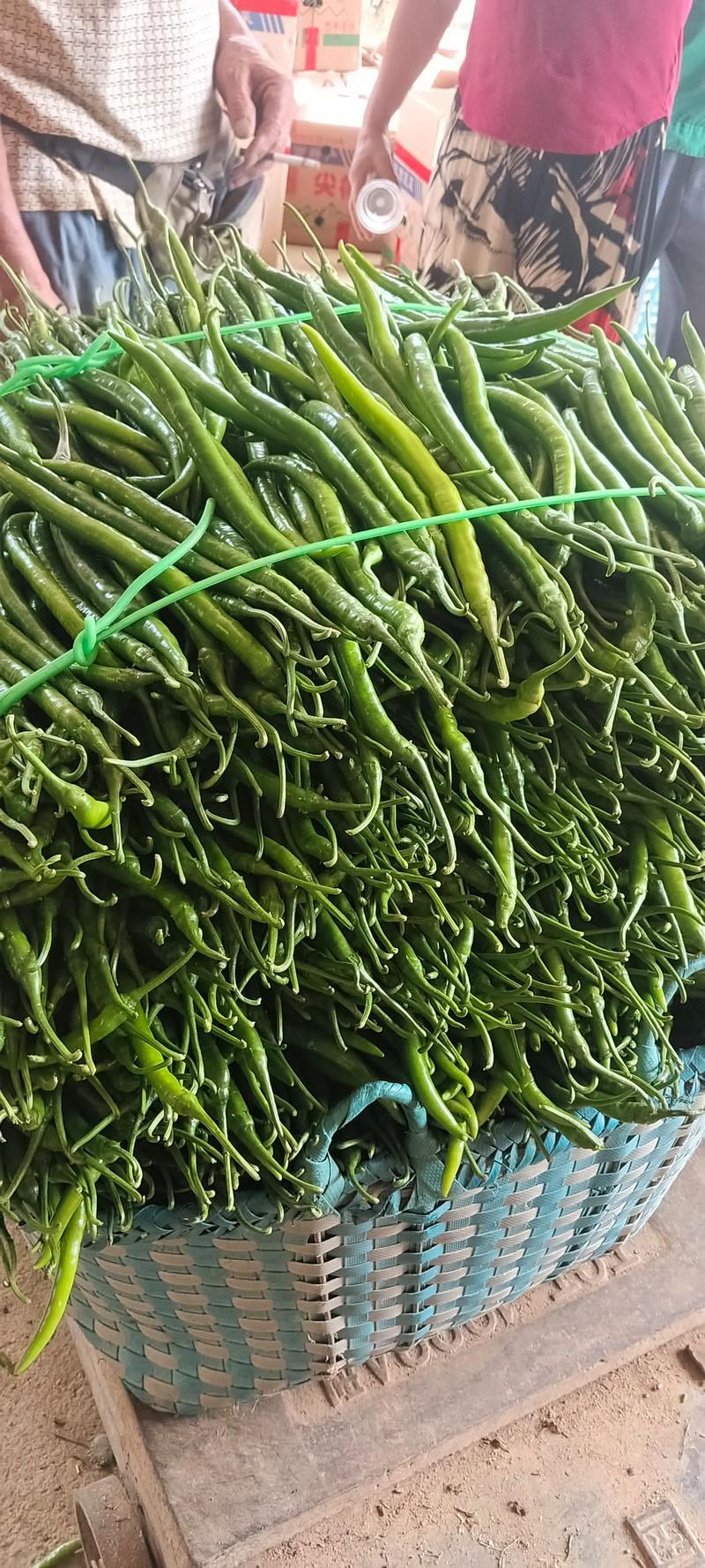 湖南精品线椒15号即将上市自有千亩基地支持视频看货