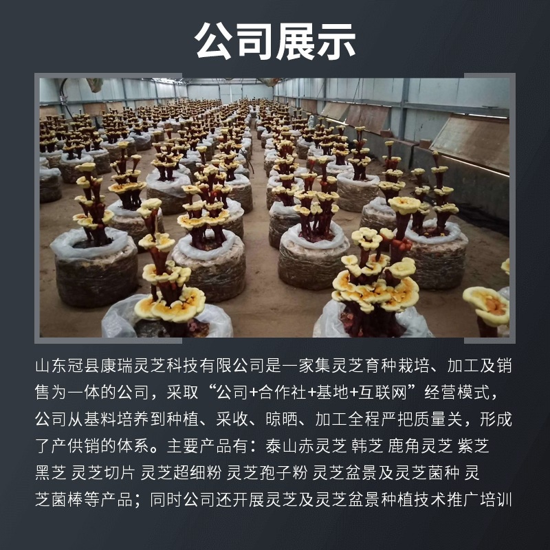 灵芝工艺品摆件灵芝盆景造型多开业乔迁礼品源头基地