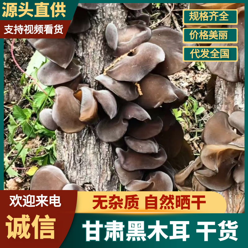 甘肃黑木耳干货，货量充足高泡发质量保证可供电商商超