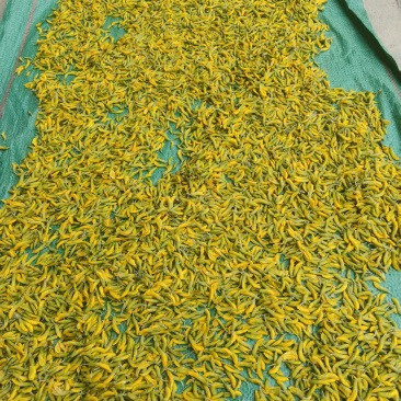 青海野生柠条花金雀花质量保证营养价值高全国包邮发货