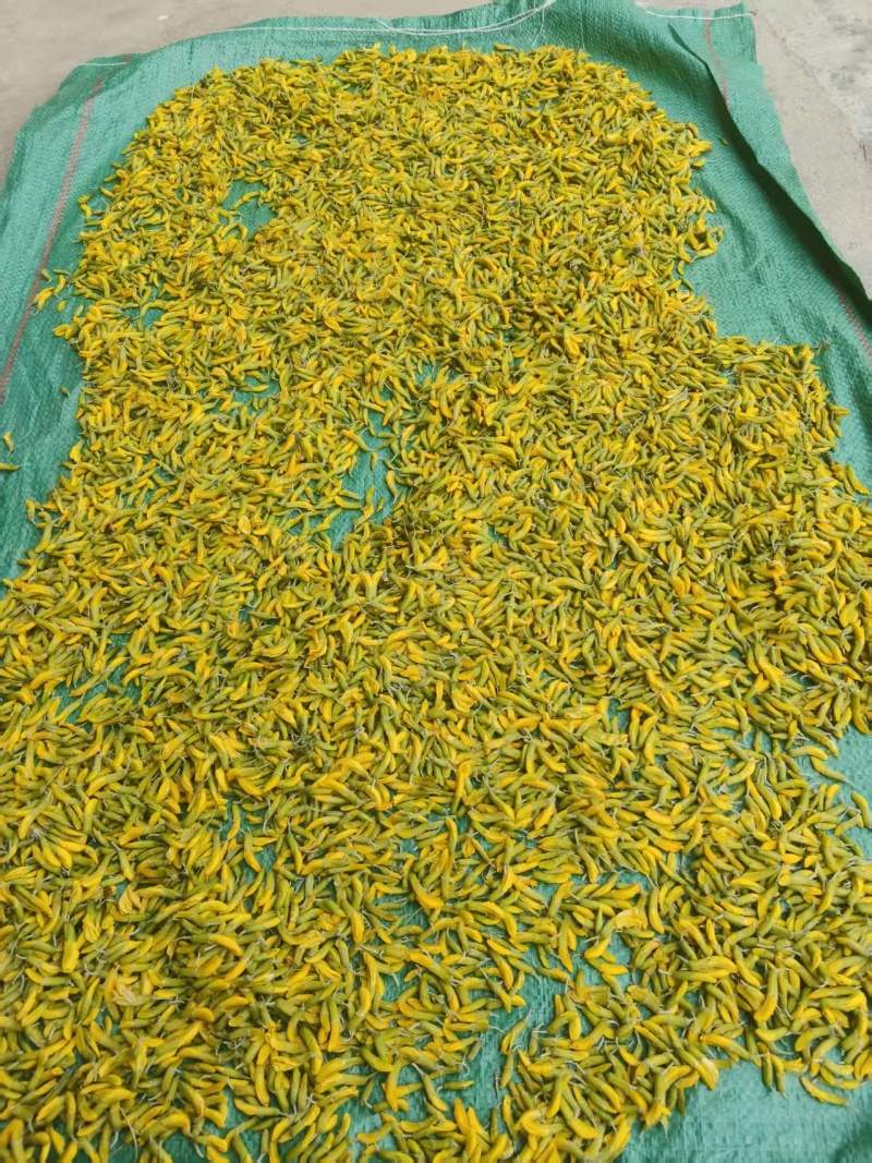 青海野生柠条花金雀花质量保证营养价值高全国包邮发货