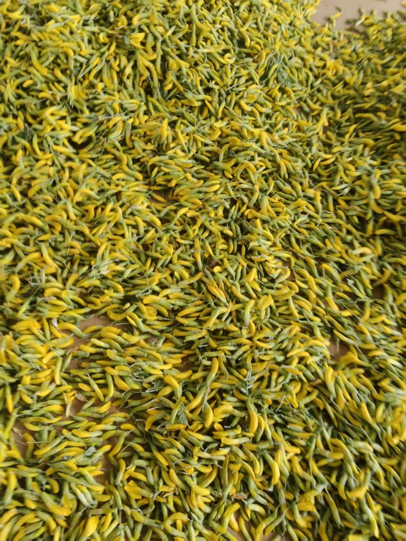 青海野生柠条花金雀花质量保证营养价值高全国包邮发货