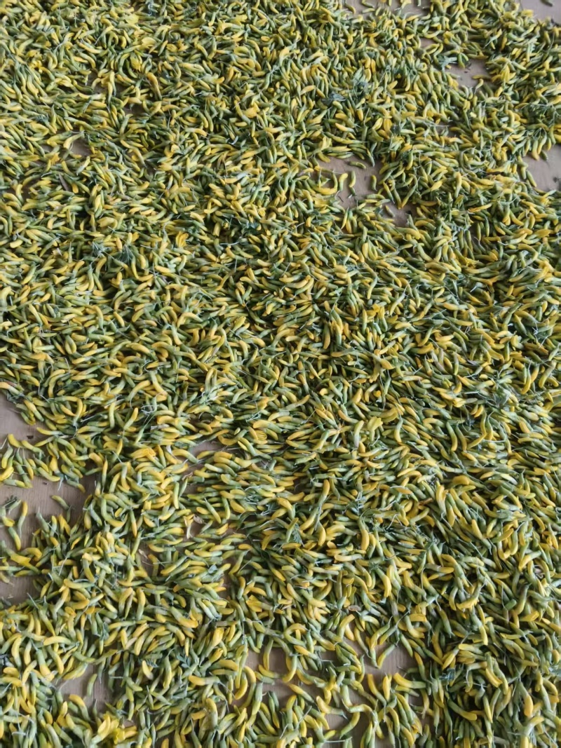 青海野生柠条花金雀花质量保证营养价值高全国包邮发货