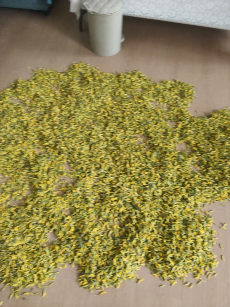 青海野生柠条花金雀花质量保证营养价值高全国包邮发货