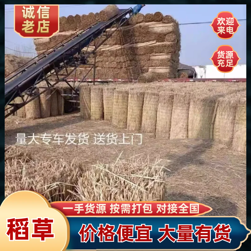 治沙草，沙漠治理，沙漠绿化，保证质量，可开发票（普专）