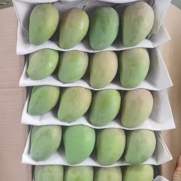 精选芒果台农芒果口感好价格实惠欢迎全国各地老板联系