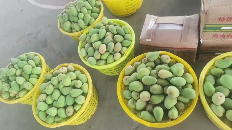 精选芒果台农芒果口感好价格实惠欢迎全国各地老板联系